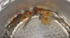 Very young rainbow trout fry.