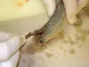 Rainbow trout being sectioned for M. cerebralis detection.
