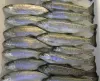 Healthy sub-adult rainbow trout.