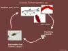 Life cycle of the cestode Bothriocephalus sp.