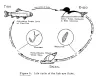 Life cycle of eye fluke (Diplostomum).