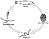 Life cycle of a typical myxozoan parasite.