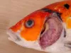 KHV damage to gills (white lesions)