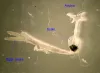 Adult anchor worm with main parts annotated.
