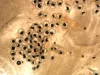 Nanophyetus metacercaria in fresh tissue squash.