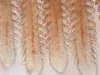 Low magnification image of a normal fish gill.