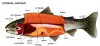 Diagram showing internal anatomy of trout.