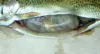 Stomach distended by fish it has eaten.