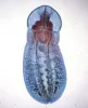 Posthodiplostomum minimum adult.