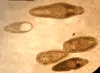 Several species of adult trematodes from intestine.